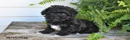 Maltipoo dogs for sale: Bear - Ad 1