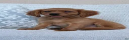 Miniature Golden Retriever dogs for sale: Murphy - Ad 1