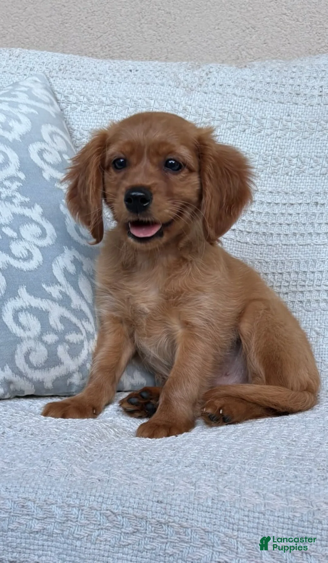 Miniature Golden Retriever dogs for sale: Murphy - Ad 1