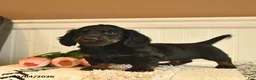 Miniature Dachshund dogs for sale: Todd  - Ad 3