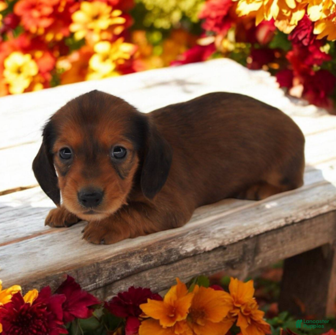 Miniature Dachshund dogs for sale: Fate/Fame M1 - Ad 2