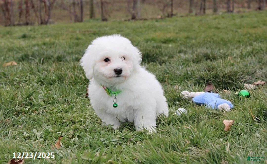 Bichon Frise dogs for sale: Rory - Ad 17