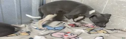 Italian Greyhound dogs for sale: Donut - Ad 4