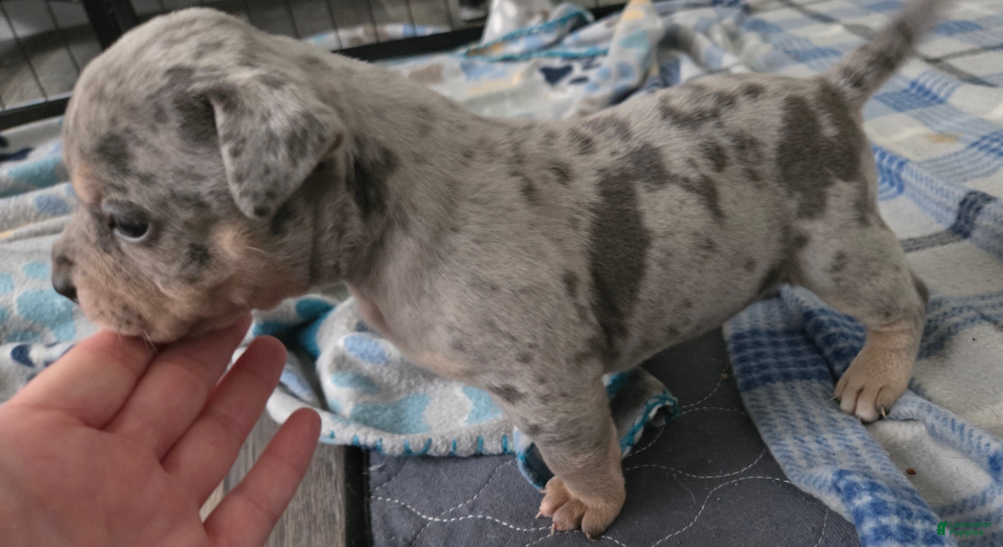 American Bulldog dogs Blue Merle Female (Pink) - Ad 22