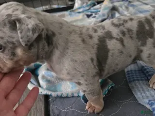 American Bulldog dogs Blue Merle Female (Pink) - Ad 5