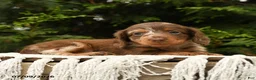 Miniature Dachshund dogs for sale: Ike - Ad 4