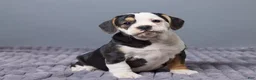 Beabull dogs for sale: Carley - Ad 2