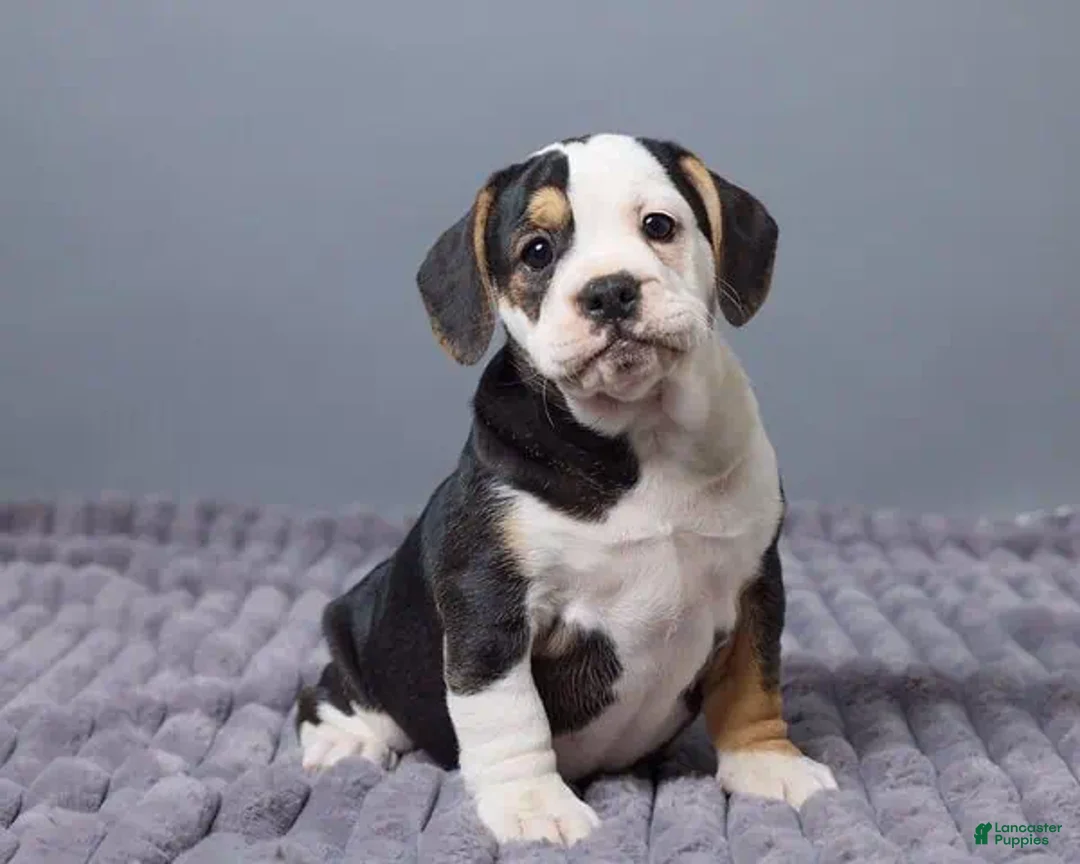 Beabull dogs for sale: Carley - Ad 2