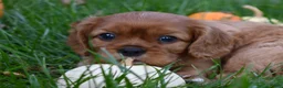 Cavalier King Charles Spaniel dogs for sale: Victor - Ad 10