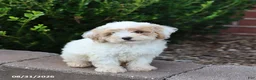 Maltipoo dogs for sale: Marshmallow - Ad 5