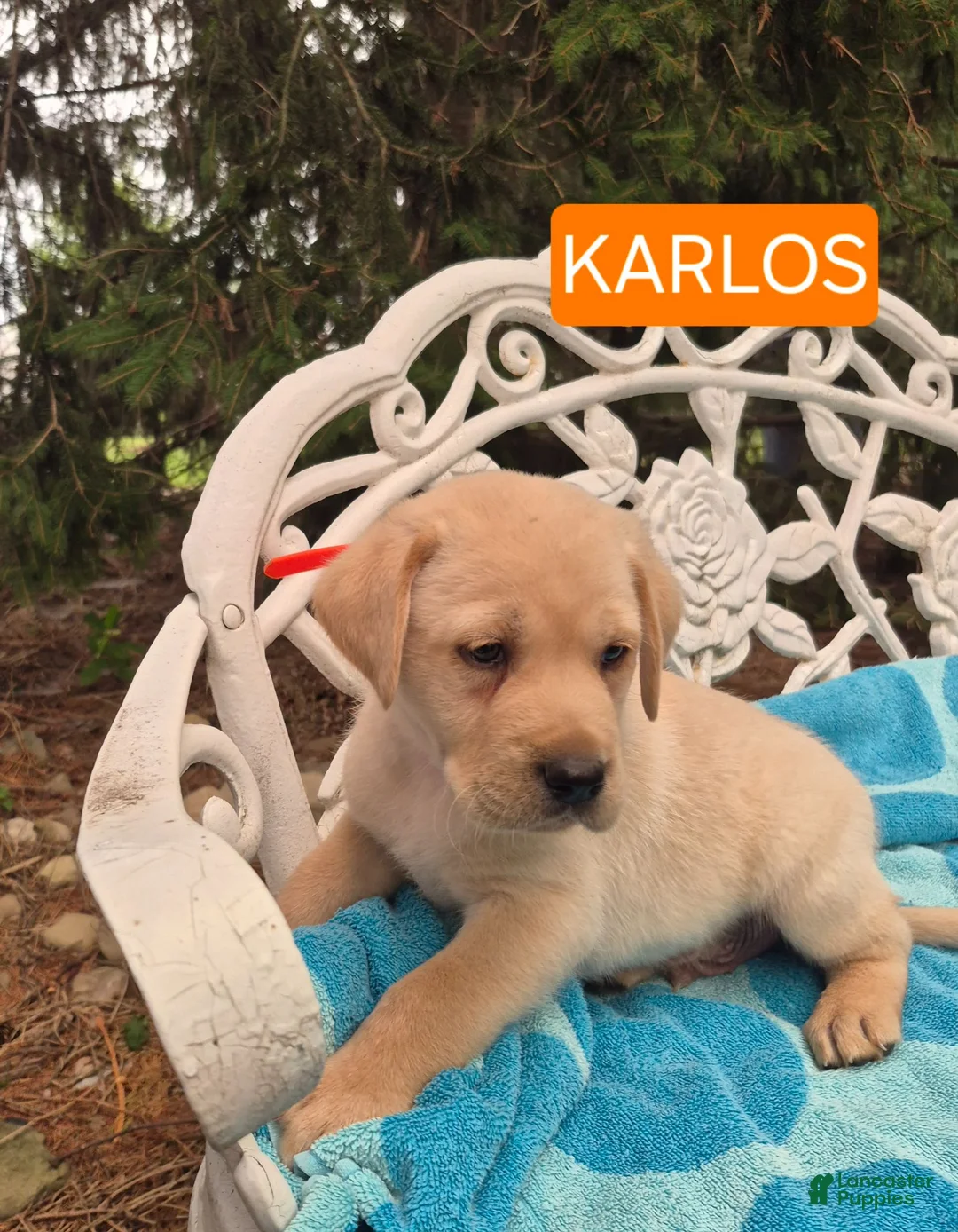 Labrador Retriever dogs for sale: Karlos - Ad 2