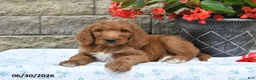 Goldendoodle dogs for sale: Logan - Ad 5