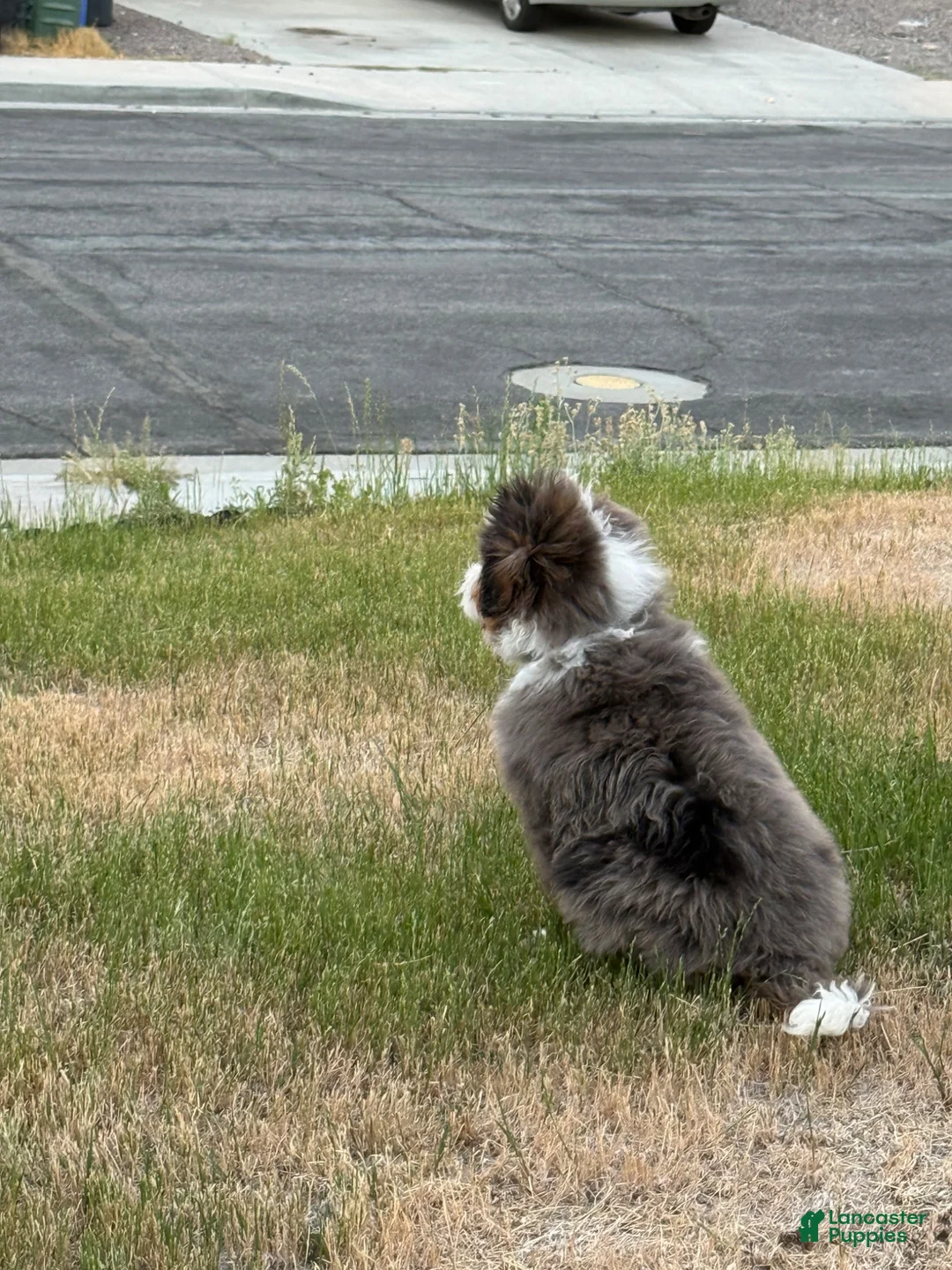 Mini Bernedoodle dogs for sale: Gordo - Ad 4