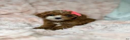 Cavapoo dogs for sale: Remi-toy - Ad 3