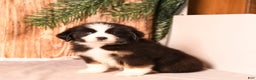 Miniature Australian Shepherd dogs for sale: North - Ad 1