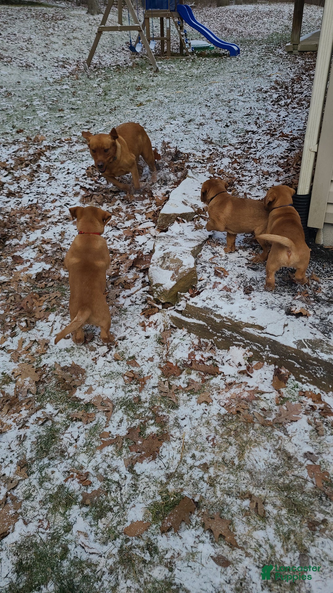 Labrador Retriever dogs for sale: Snip - Ad 8