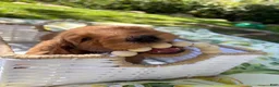 Goldendoodle dogs for sale: Dewey - Ad 5