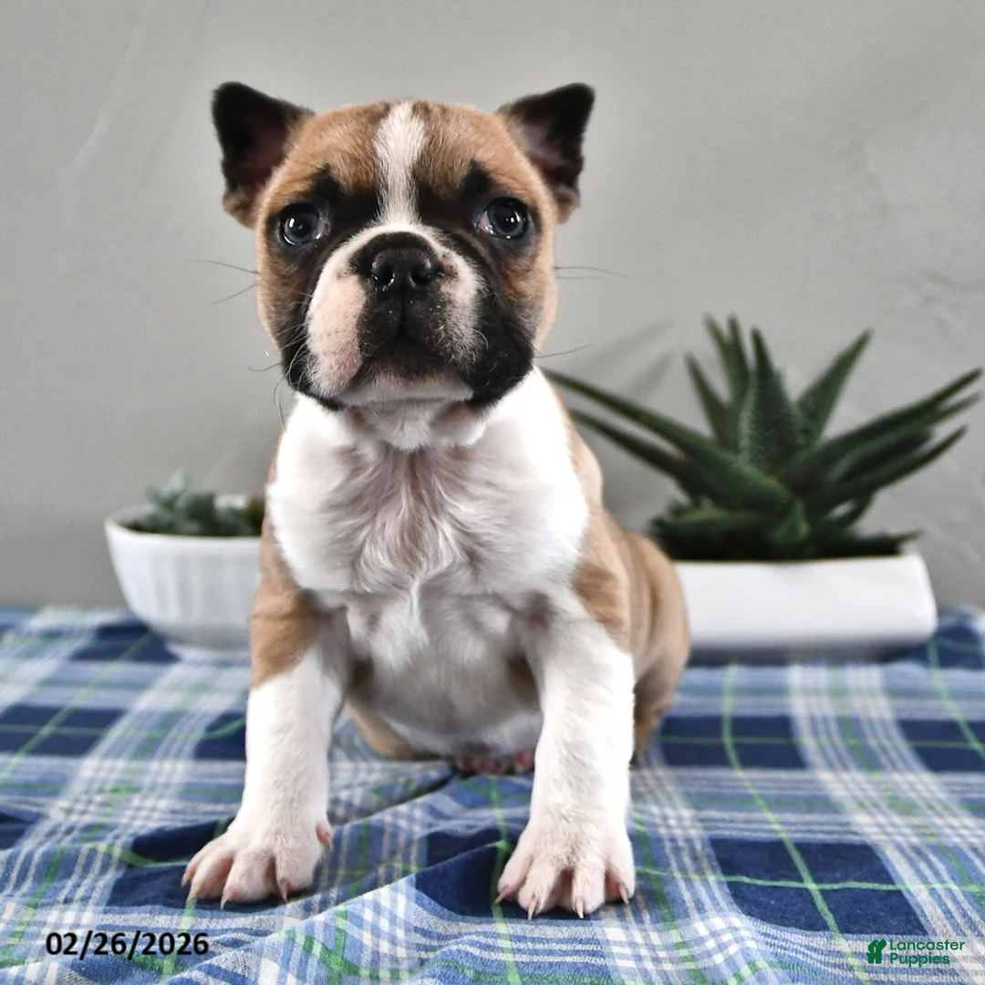 Frenchton dogs for sale: Evan - Ad 1