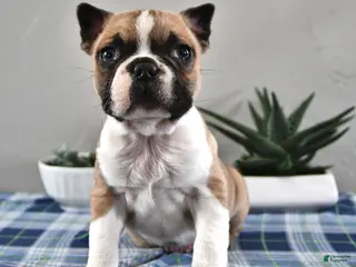 Frenchton dogs for sale: Evan - Ad 3