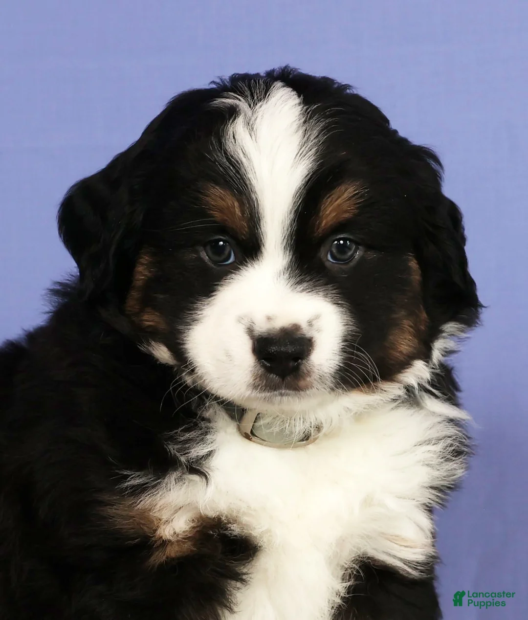 Miniature Australian Shepherd dogs for sale: Jordan - Ad 9