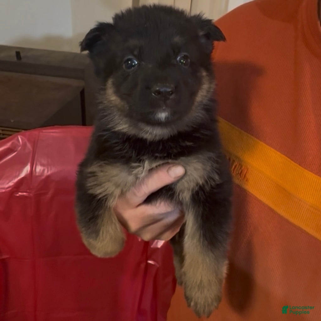 German Shepherd dogs SUPA - Ad 19