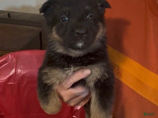 German Shepherd dogs SUPA - Ad 19