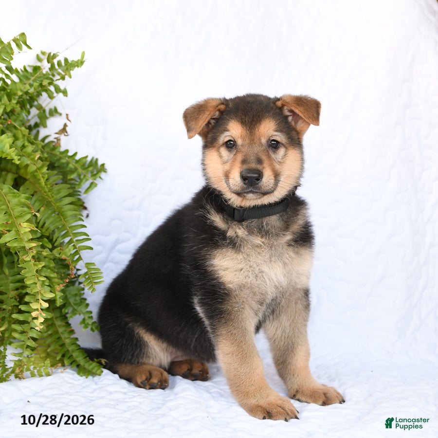 German Shepherd dogs for sale: Ruby - Ad 1