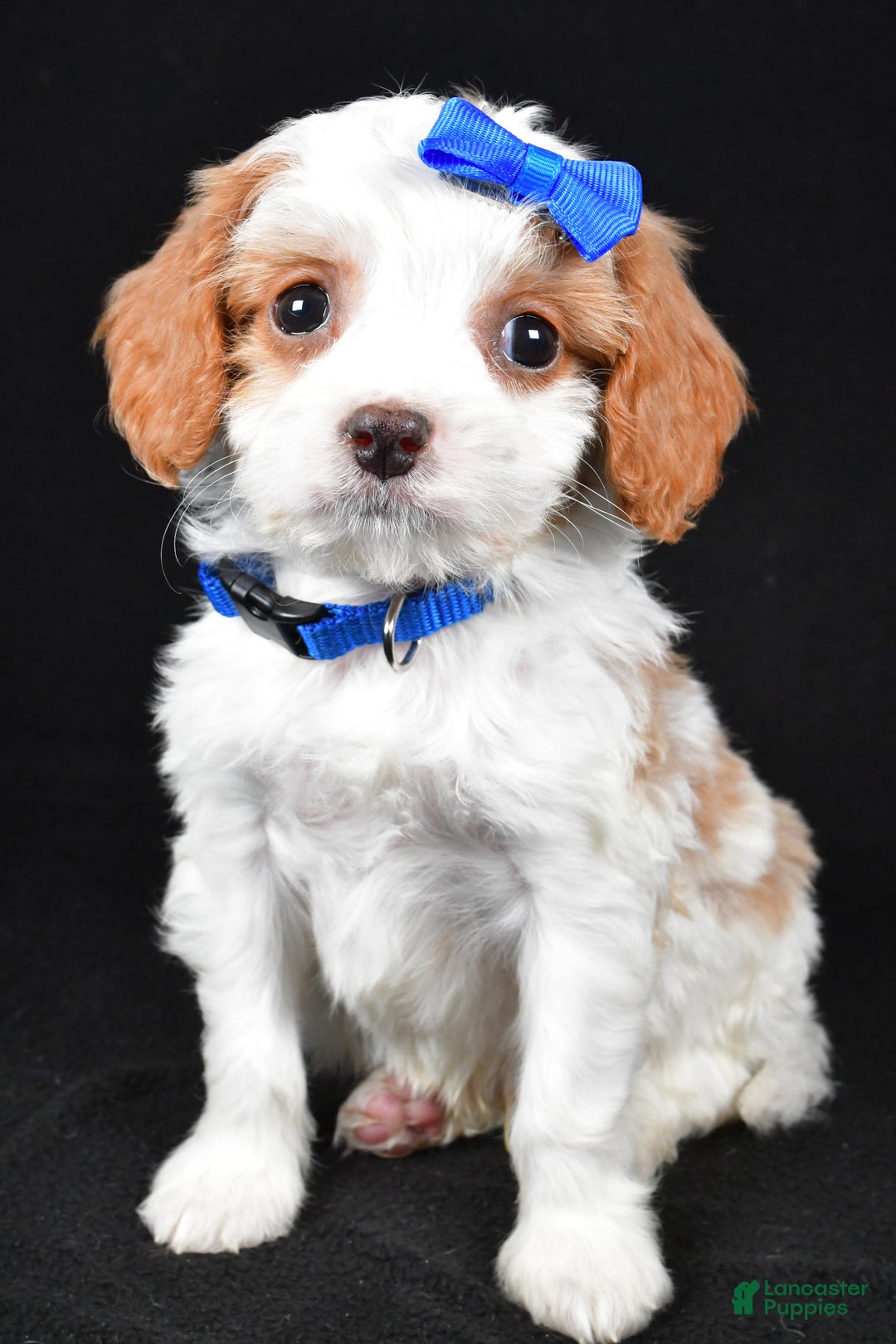 Cavapoo dogs for sale: Eddie - Ad 3