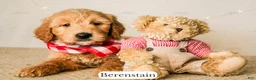 Goldendoodle dogs for sale: Berenstain - Ad 8