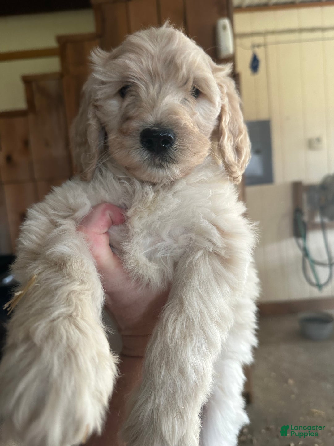 Mixed Breed dogs for sale: Mixed Breed Puppy 1 - Ad 4