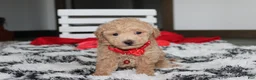 Bichpoo dogs for sale: Kelby - Ad 3