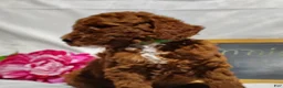 Mini Goldendoodle dogs for sale: Bubbles - Ad 3
