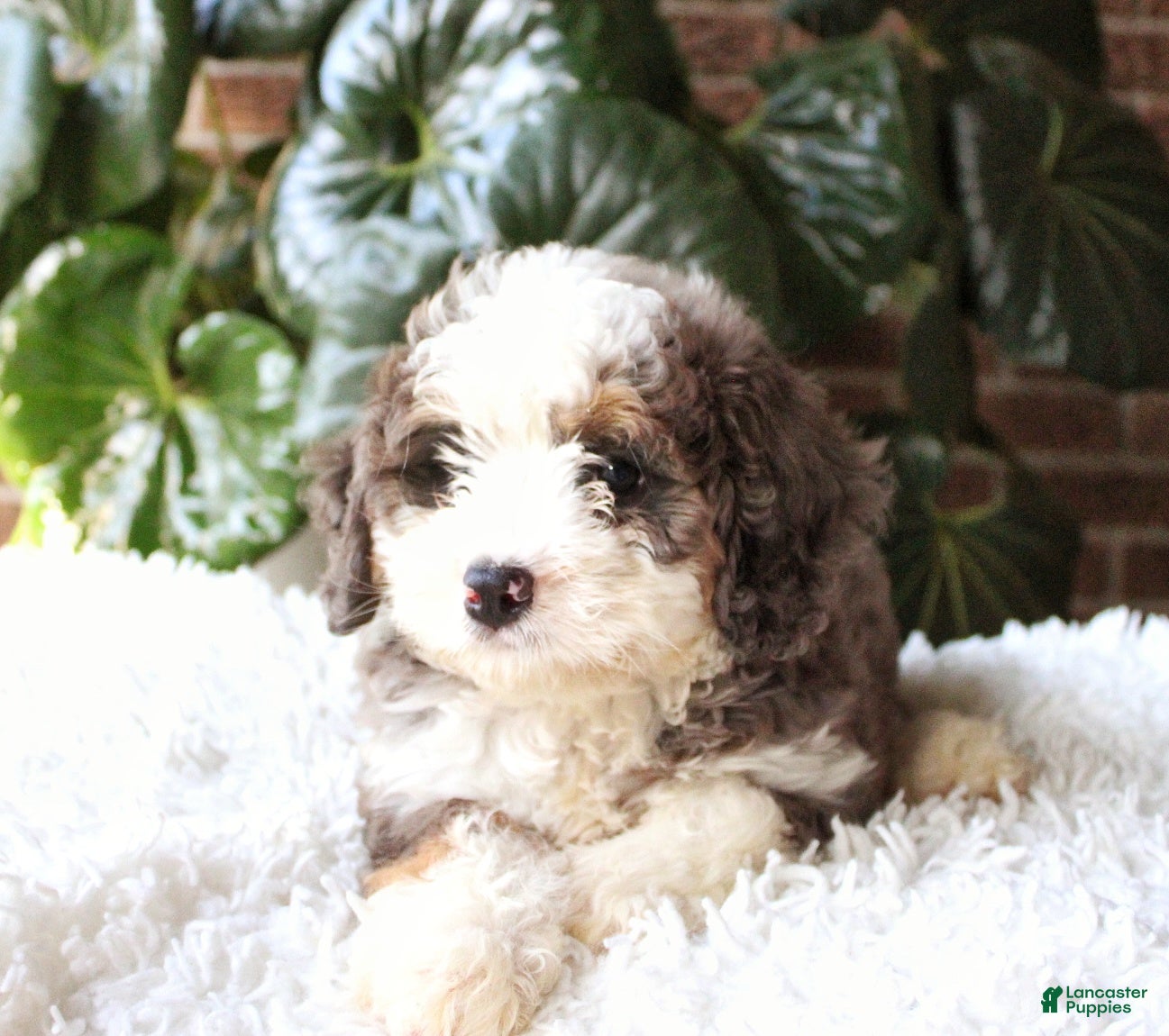 Mini Bernedoodle dogs Lexi - Ad 2