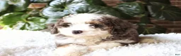 Mini Bernedoodle dogs for sale: Lexi - Ad 2