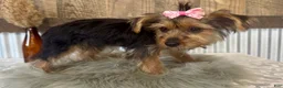 Yorkshire Terrier dogs for sale: Gabby - Ad 5
