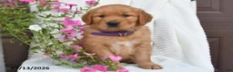 Golden Retriever dogs for sale: Camila - Ad 3