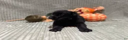 German Shepherd dogs for sale: Sheba - Ad 4