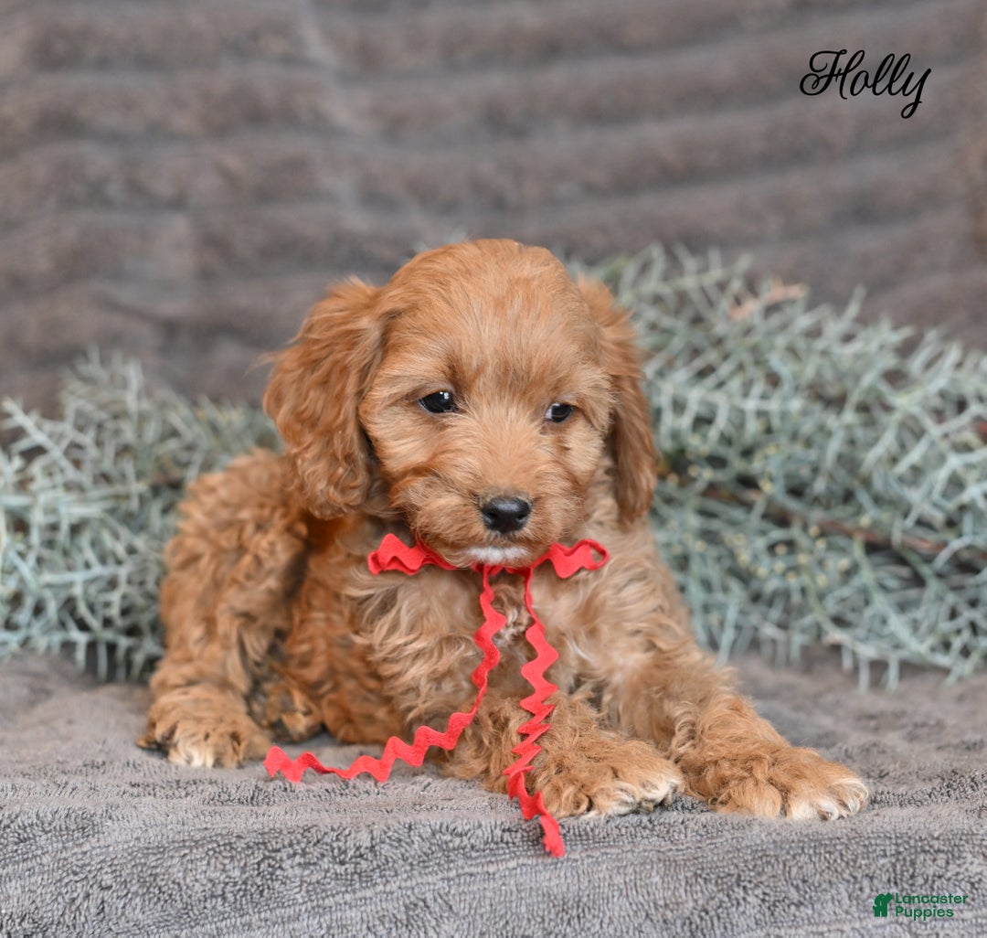 Cockapoo dogs for sale: Holly - Ad 6