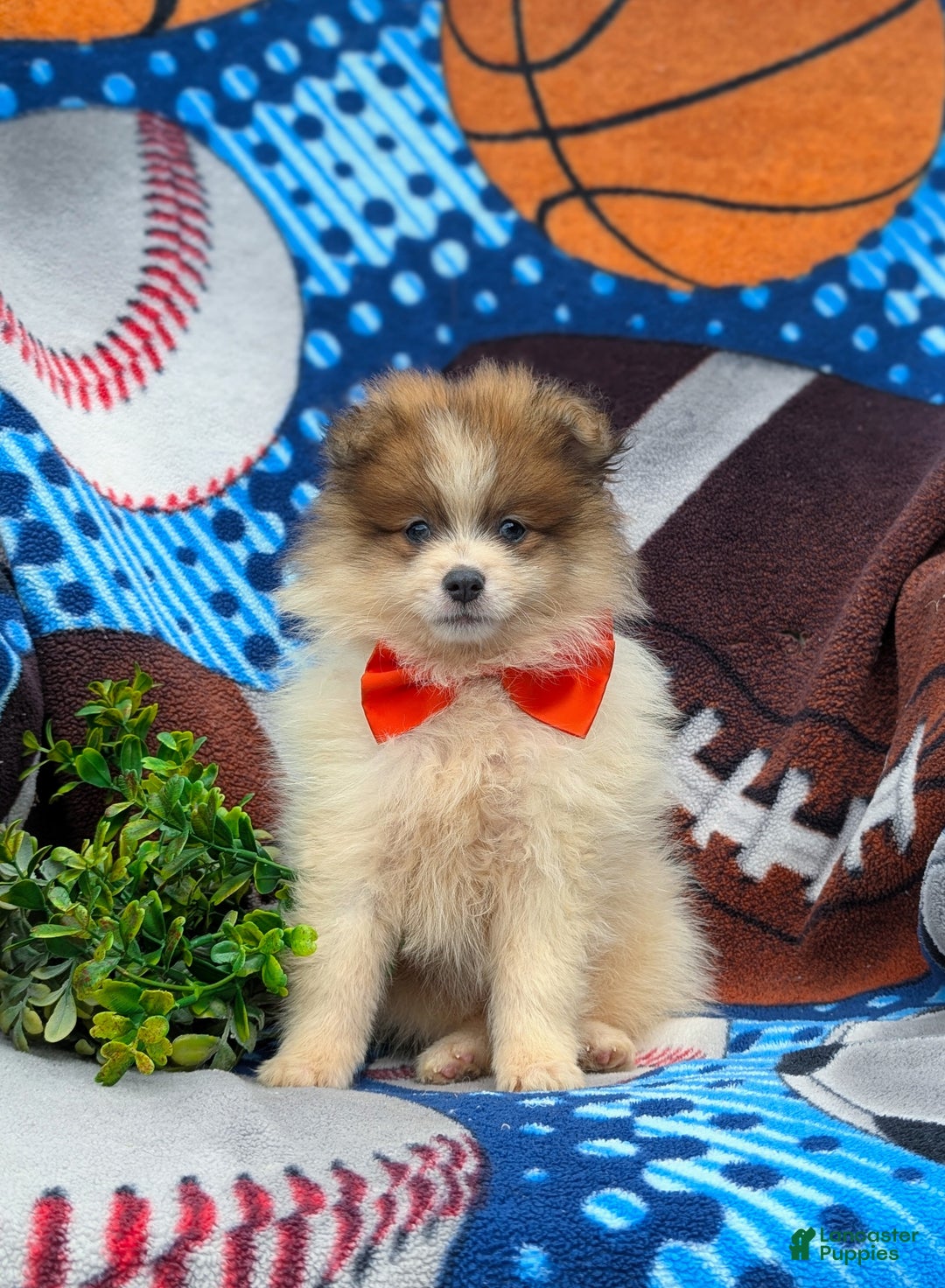 Pomeranian dogs for sale: Kent Genetic Testing - Ad 13