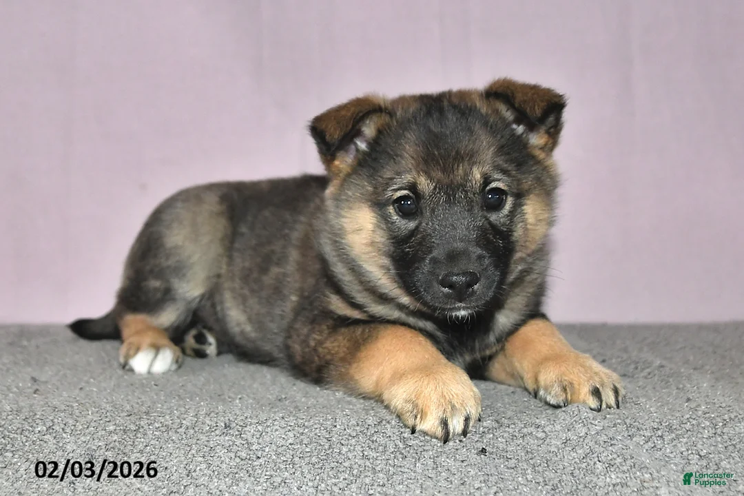 Mixed Breed dogs for sale: Hero - Ad 3