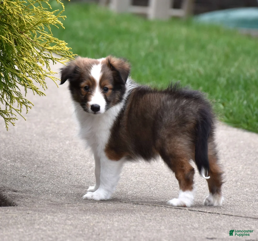 Shetland Sheepdog dogs for sale: Shetland Sheepdog Puppy 1 - Ad 1