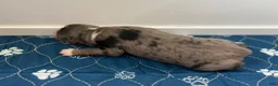 Miniature Australian Shepherd dogs for sale: Vega - Ad 3