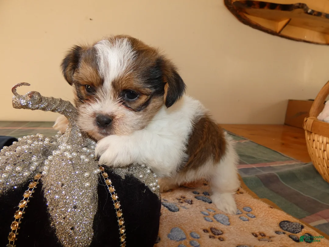 Shorkie dogs for sale: Shorkie 1 Saylor - Ad 2