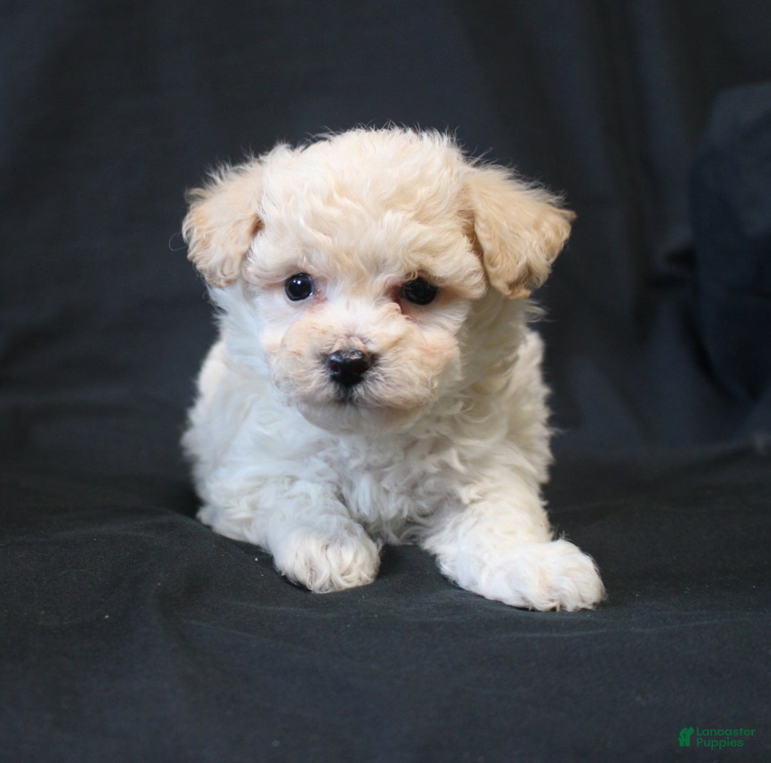 Bichpoo dogs for sale: Benji - Ad 3