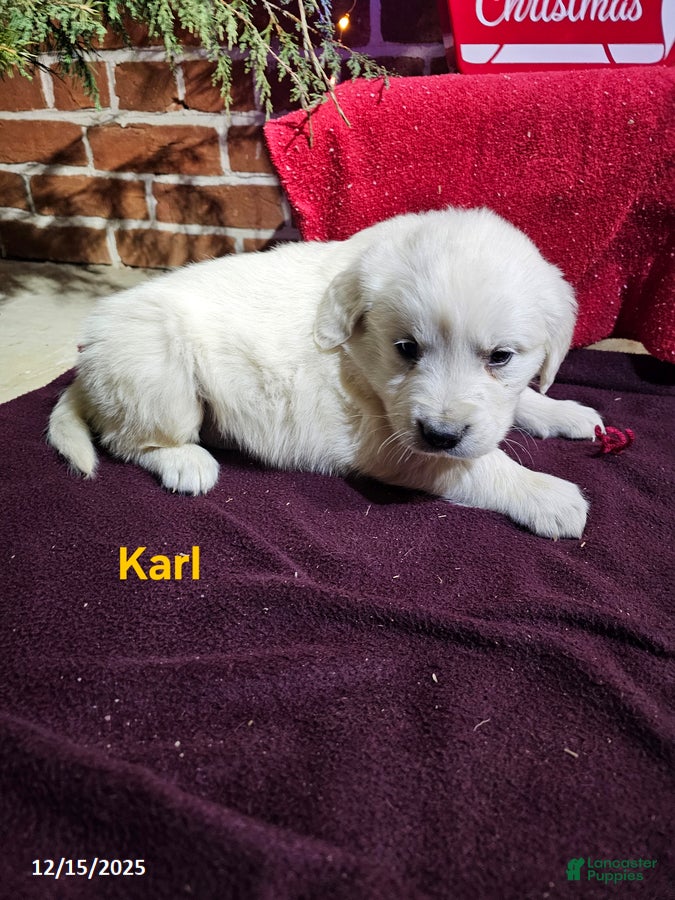 Golden Retriever dogs Karl - Ad 14