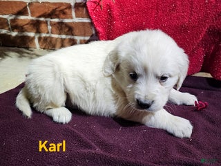 Golden Retriever dogs Karl - Ad 12