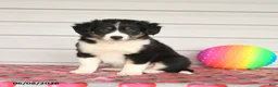 Mixed Breed dogs for sale: Kristy - Ad 3