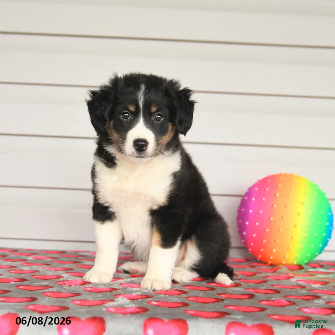 Mixed Breed dogs for sale: Kristy - Ad 3