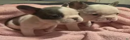 French Bulldog dogs for sale: French Bulldog Puppy 4 - Ad 3