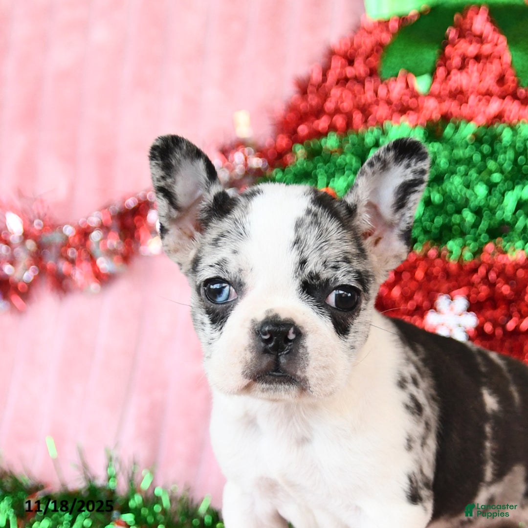 Frenchton dogs for sale: Bingo - Ad 5